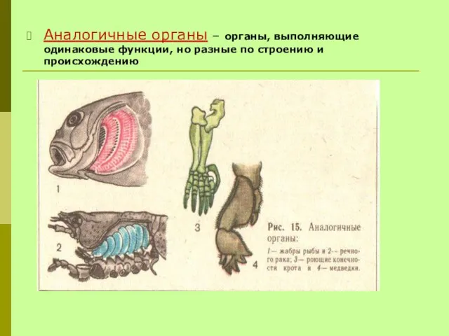 Аналогичные органы – органы, выполняющие одинаковые функции, но разные по строению и происхождению