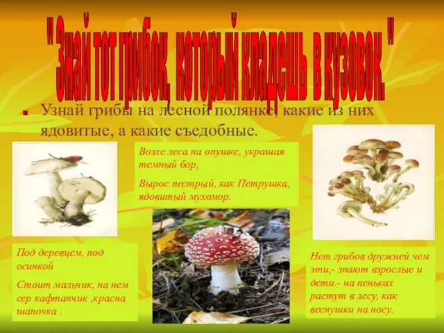 Узнай грибы на лесной полянке, какие из них ядовитые, а какие съедобные.