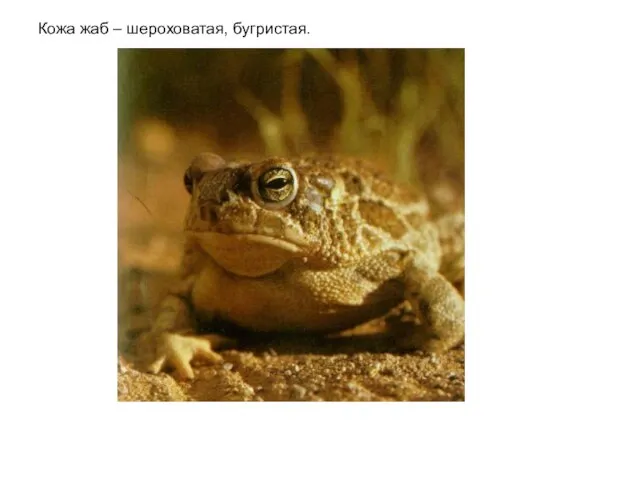 Кожа жаб – шероховатая, бугристая.