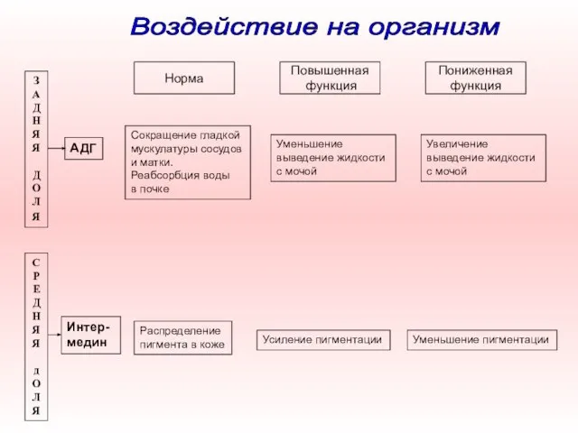 Норма Повышенная функция Пониженная функция ЗАДНЯЯ ДОЛ Я С Р Е Д