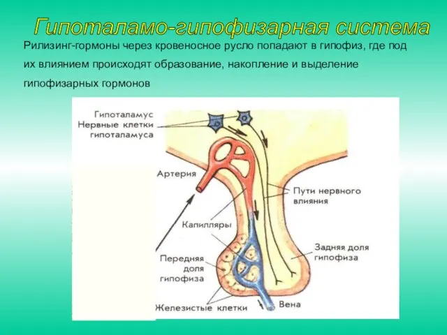 Рилизинг-гормоны через кровеносное русло попадают в гипофиз, где под их влиянием происходят