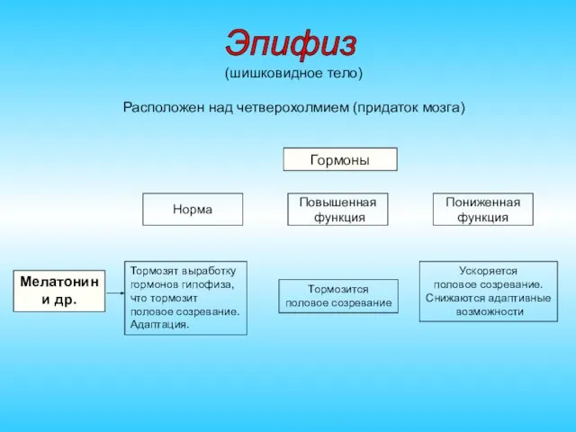 (шишковидное тело) Расположен над четверохолмием (придаток мозга) Гормоны Норма Повышенная функция Пониженная