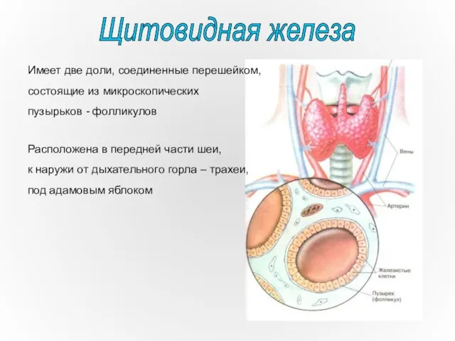 Имеет две доли, соединенные перешейком, состоящие из микроскопических пузырьков - фолликулов Расположена