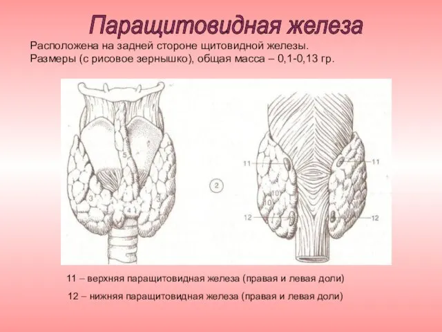 11 – верхняя паращитовидная железа (правая и левая доли) 12 – нижняя