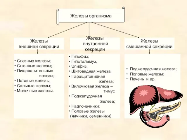 Железы внутренней секреции Железы смешанной секреции Железы внешней секреции Слезные железы; Слюнные