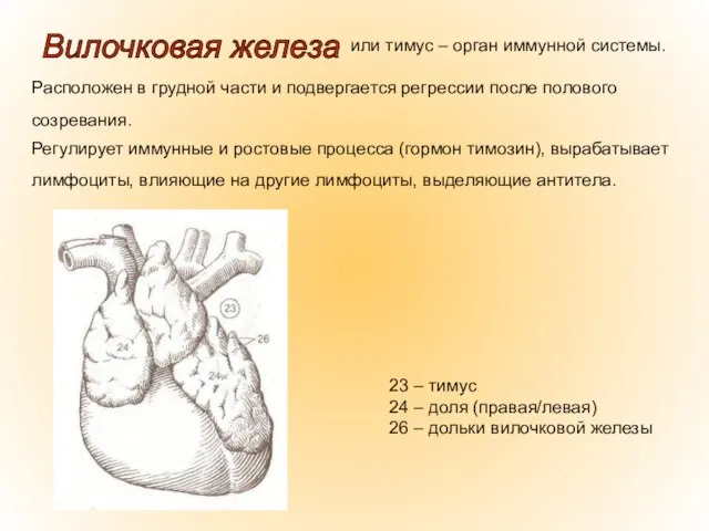 или тимус – орган иммунной системы. Расположен в грудной части и подвергается