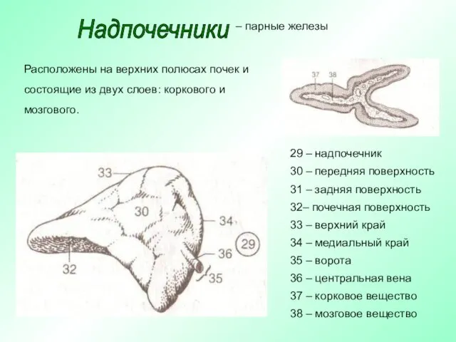 Расположены на верхних полюсах почек и состоящие из двух слоев: коркового и