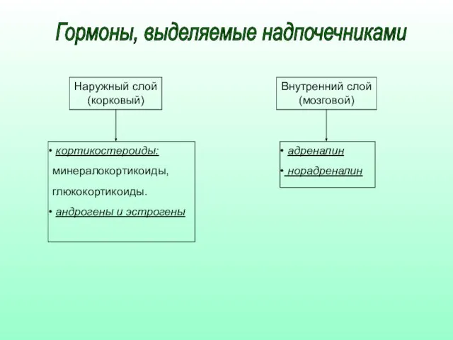 Наружный слой (корковый) Внутренний слой (мозговой) кортикостероиды: минералокортикоиды, глюкокортикоиды. андрогены и эстрогены