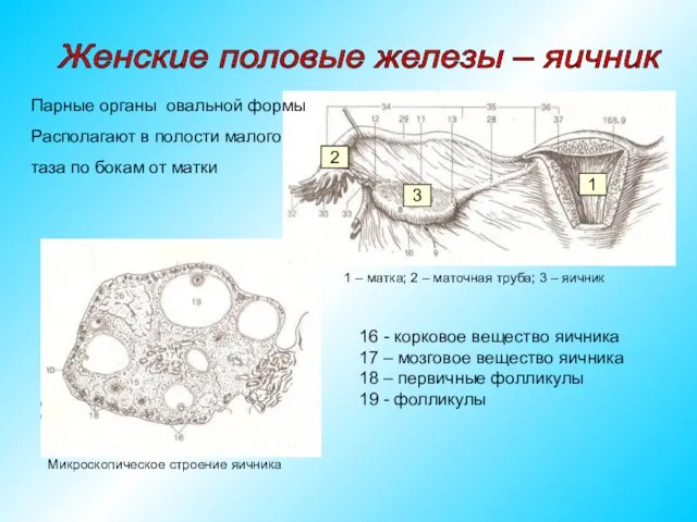 Парные органы овальной формы Располагают в полости малого таза по бокам от