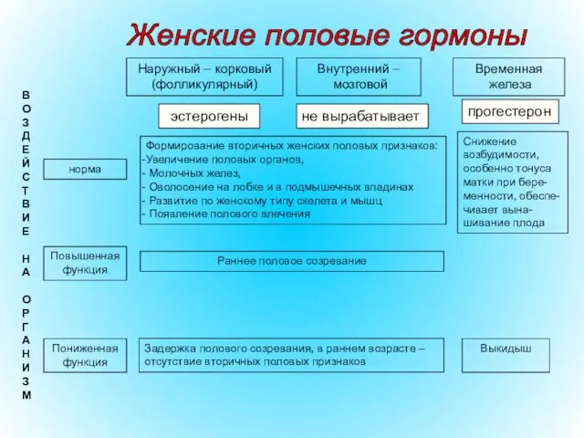 Наружный – корковый (фолликулярный) Внутренний – мозговой Временная железа эстерогены прогестерон не