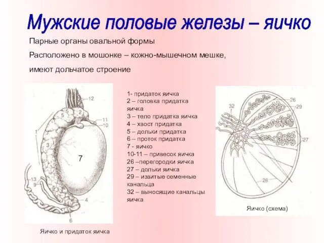 Парные органы овальной формы Расположено в мошонке – кожно-мышечном мешке, имеют дольчатое