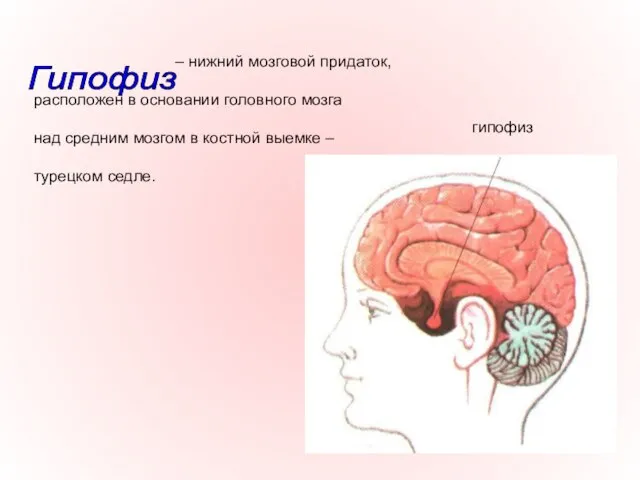 – нижний мозговой придаток, расположен в основании головного мозга над средним мозгом