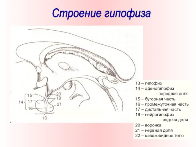 13 – гипофиз 14 – аденогипофиз - передняя доля 15 – бугорная