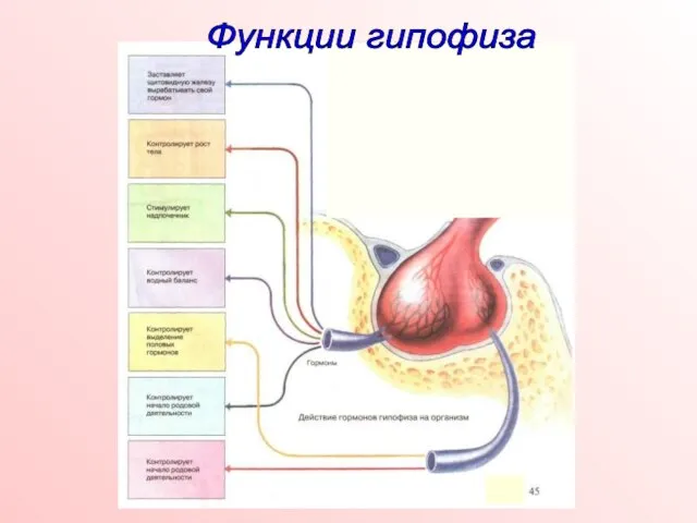 Функции гипофиза