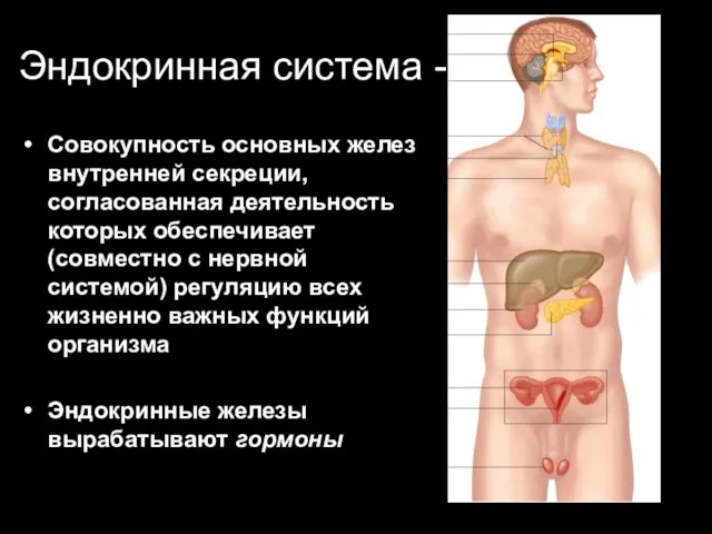 Эндокринная система - Совокупность основных желез внутренней секреции, согласованная деятельность которых обеспечивает