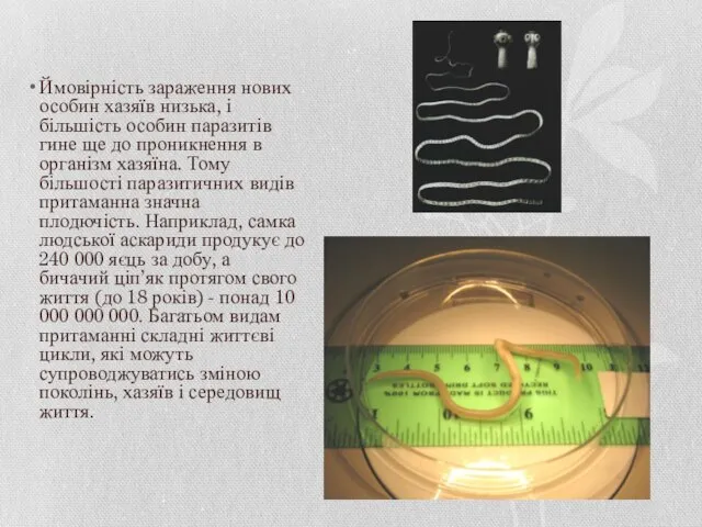 Ймовірність зараження нових особин хазяїв низька, і більшість особин паразитів гине ще