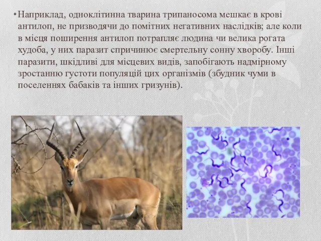 Наприклад, одноклітинна тварина трипаносома мешкає в крові антилоп, не призводячи до помітних