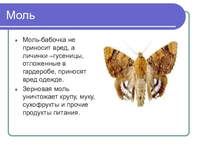 Моль Моль-бабочка не приносит вред, а личинки –гусеницы, отложенные в гардеробе, приносят