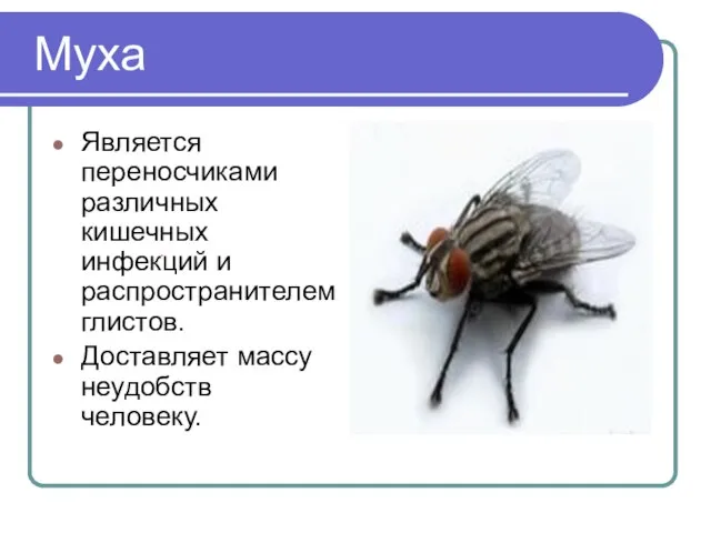 Муха Является переносчиками различных кишечных инфекций и распространителем глистов. Доставляет массу неудобств человеку.