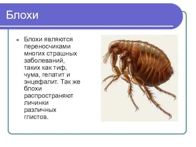 Блохи Блохи являются переносчиками многих страшных заболеваний, таких как тиф, чума, гепатит