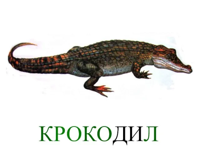 КРОКОДИЛ