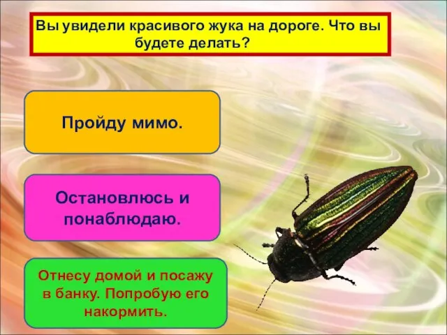 Вы увидели красивого жука на дороге. Что вы будете делать? Пройду мимо.