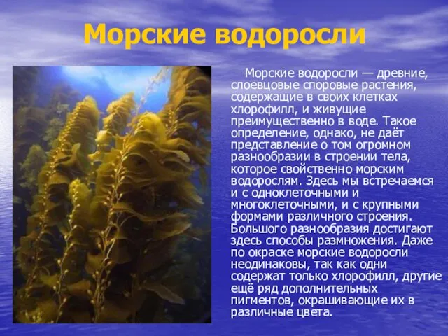 Морские водоросли Морские водоросли — древние, слоевцовые споровые растения, содержащие в своих