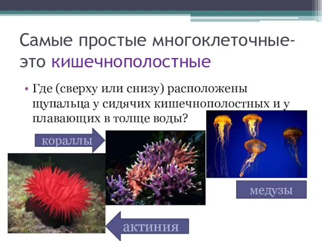 Самые простые многоклеточные- это кишечнополостные Где (сверху или снизу) расположены щупальца у