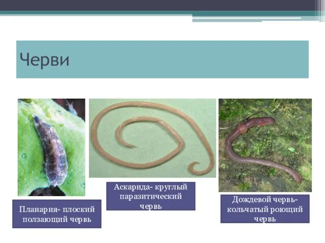 Черви Дождевой червь- кольчатый роющий червь Планария- плоский ползающий червь Аскарида- круглый паразитический червь