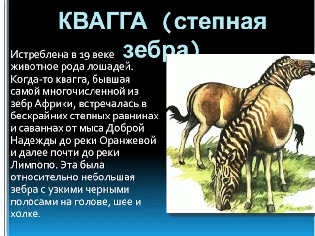 КВАГГА (степная зебра) Истреблена в 19 веке животное рода лошадей. Когда-то квагга,