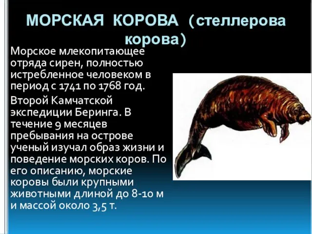 МОРСКАЯ КОРОВА (стеллерова корова) Морское млекопитающее отряда сирен, полностью истребленное человеком в