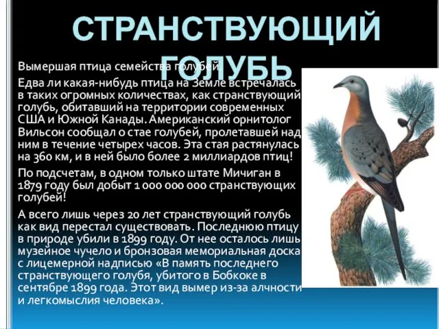 СТРАНСТВУЮЩИЙ ГОЛУБЬ Вымершая птица семейства голубей. Едва ли какая-нибудь птица на Земле