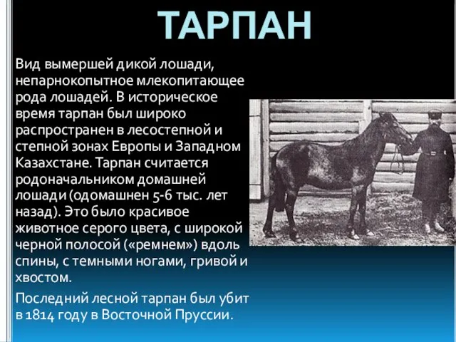 ТАРПАН Вид вымершей дикой лошади, непарнокопытное млекопитающее рода лошадей. В историческое время