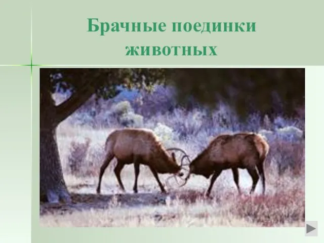 Брачные поединки животных Мы знаем о любовных поединках у парнокопытных животных –