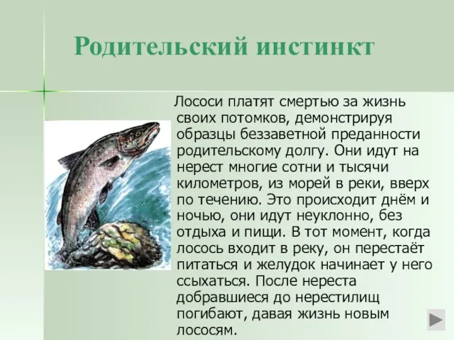 Родительский инстинкт Лососи платят смертью за жизнь своих потомков, демонстрируя образцы беззаветной