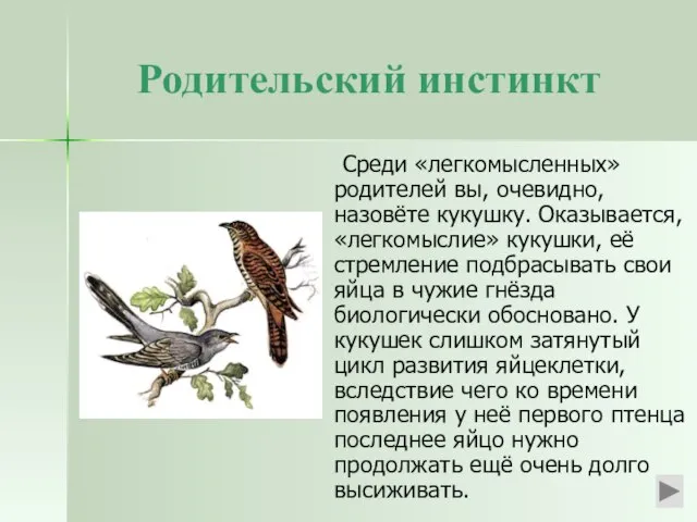 Родительский инстинкт Среди «легкомысленных» родителей вы, очевидно, назовёте кукушку. Оказывается, «легкомыслие» кукушки,