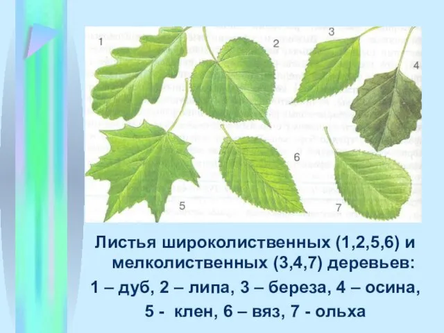 Листья широколиственных (1,2,5,6) и мелколиственных (3,4,7) деревьев: 1 – дуб, 2 –