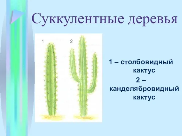 1 – столбовидный кактус 2 – канделябровидный кактус Суккулентные деревья