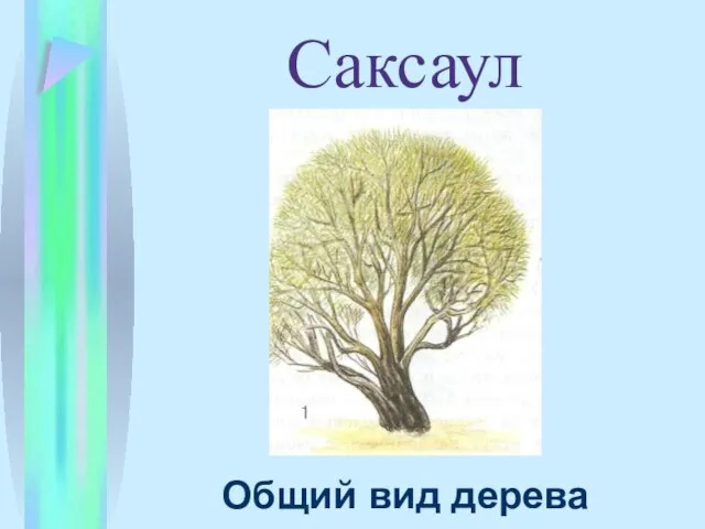 Саксаул Общий вид дерева