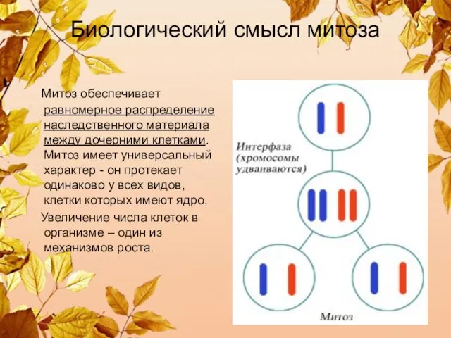 Биологический смысл митоза Митоз обеспечивает равномерное распределение наследственного материала между дочерними клетками.