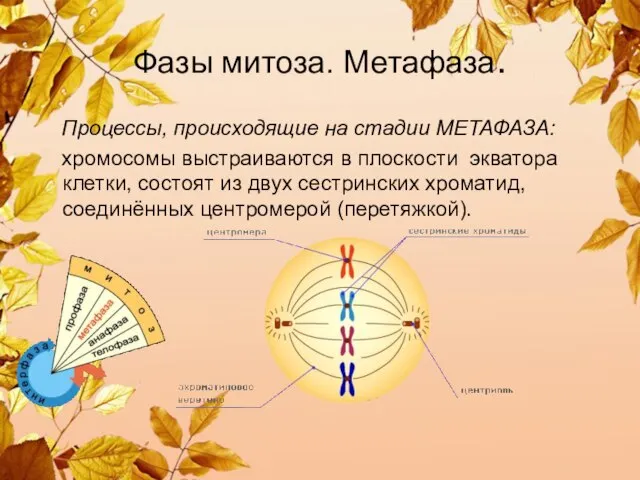Фазы митоза. Метафаза. Процессы, происходящие на стадии МЕТАФАЗА: хромосомы выстраиваются в плоскости