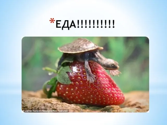 ЕДА!!!!!!!!!!