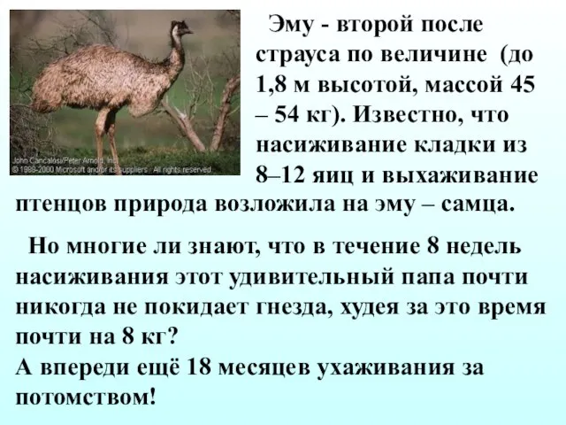 Эму - второй после страуса по величине (до 1,8 м высотой, массой