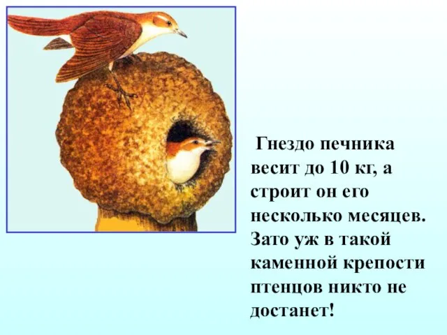 Гнездо печника весит до 10 кг, а строит он его несколько месяцев.