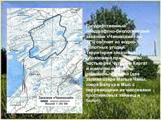Государственный ландшафтно-биологический заказник «Чановский» на 77% состоит из водно-болотных угодий. Территория заказника