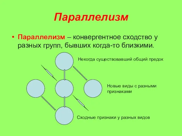 Параллелизм Параллелизм – конвергентное сходство у разных групп, бывших когда-то близкими. Некогда