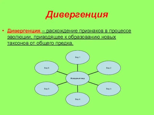 Дивергенция Дивергенция – расхождение признаков в процессе эволюции, приводящее к образованию новых таксонов от общего предка.