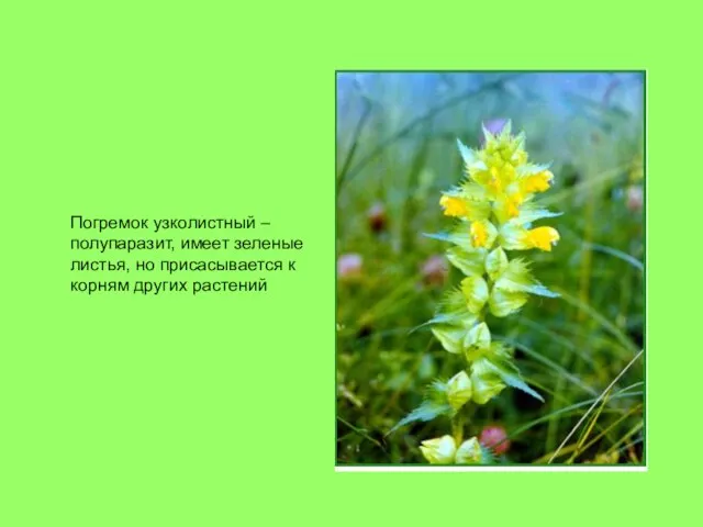 Погремок узколистный – полупаразит, имеет зеленые листья, но присасывается к корням других растений