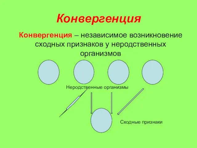 Конвергенция Конвергенция – независимое возникновение сходных признаков у неродственных организмов Сходные признаки Неродственные организмы