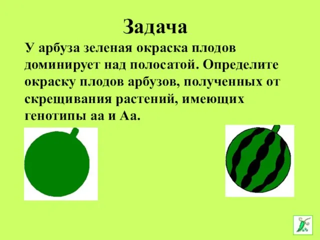 У арбуза зеленая окраска плодов доминирует над полосатой. Определите окраску плодов арбузов,